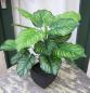 Preview: Künstliche Calathea Pflanze im Topf ca. 45cm -Top Qualität TOP SELLER