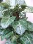 Preview: Künstliche Nephthytis Pflanze getopft ca. 1,20cm