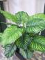 Preview: Künstliche Calathea Pflanze im Topf ca. 45cm -Top Qualität TOP SELLER