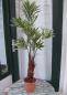 Preview: Künstliche Dracaena gelb-grüne Blätter 2 stämmig ca. 1m hoch