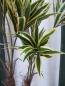 Preview: Künstliche Dracaena gelb-grüne Blätter 2 stämmig ca. 1m hoch