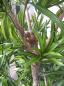 Preview: Dracaena Reflexa ca. 1,50m Top-Qualität