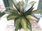 Preview: Dracaena ca 45cm im Topf