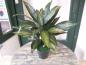 Preview: Dracaena ca 45cm im Topf
