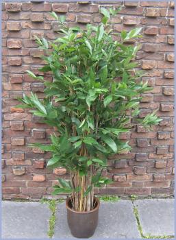 Dracaena Surculosa Tree