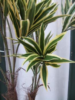 Künstliche Dracaena gelb-grüne Blätter 2 stämmig ca. 1m hoch