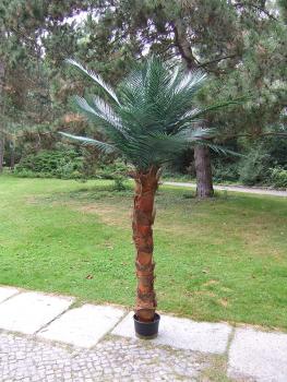 Künstliche Palme für den geschützten Aussenbereich, ca. 2m hoch Bestseller