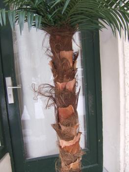 Künstliche Phönix-Palme ca. 2,20mTop-Qualität Bestseller