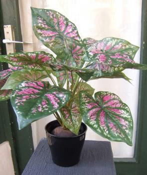 Caladium rot grüne Blätter ca. 40cm im Topf
