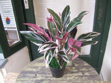 Calathea ca 40cm grünlich rötliche Blätter