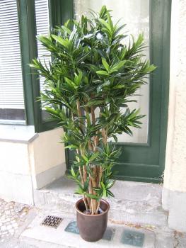 Croton Goldfinger Höhe c. 1,55m Top Verarbeitung