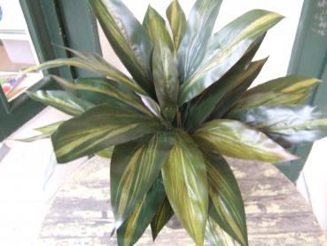 Dracaena ca 45cm im Topf