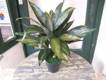 Dracaena ca 45cm im Topf