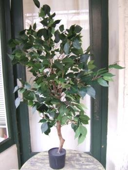 Ficus 1m grüne Blätter 22,95€