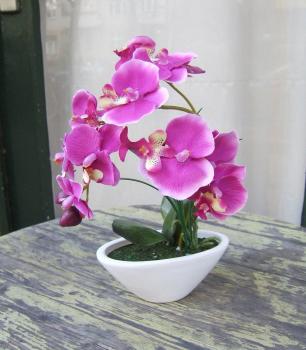Orchidee violett in Schale