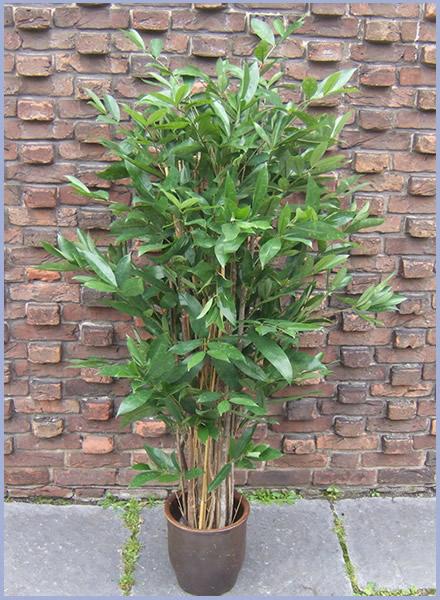 Dracaena Surculosa Tree