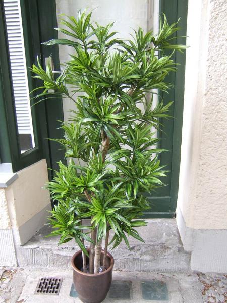 Dracaena Reflexa ca. 1,50m Top-Qualität