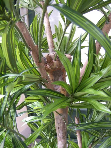 Dracaena Reflexa ca. 1,50m Top-Qualität