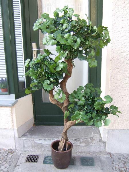 Künstlicher Ginkgobaum, 1,60m " on Crazy Trunc"