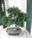 Pinus-Bonsai in Schale