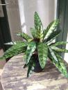 Kunstpflanze Calathea lange Blätter ca 40cm