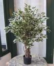 Künstlicher Ficus grün-weiß Lianenstamm ca. 1000Blätter sehr dicht 90cm Top-Qualität