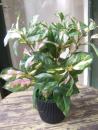 Künstliche Pflanze Hoya Busch ca. 38cm im schönen Topf