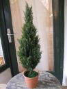 Zypresse Thuja ca. 85cm